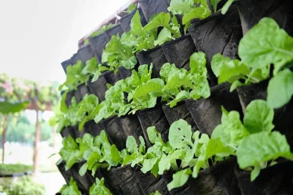 🌿 The Benefits of Vertical Gardening in Small Spaces