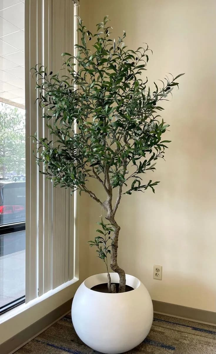 Olive Tree
