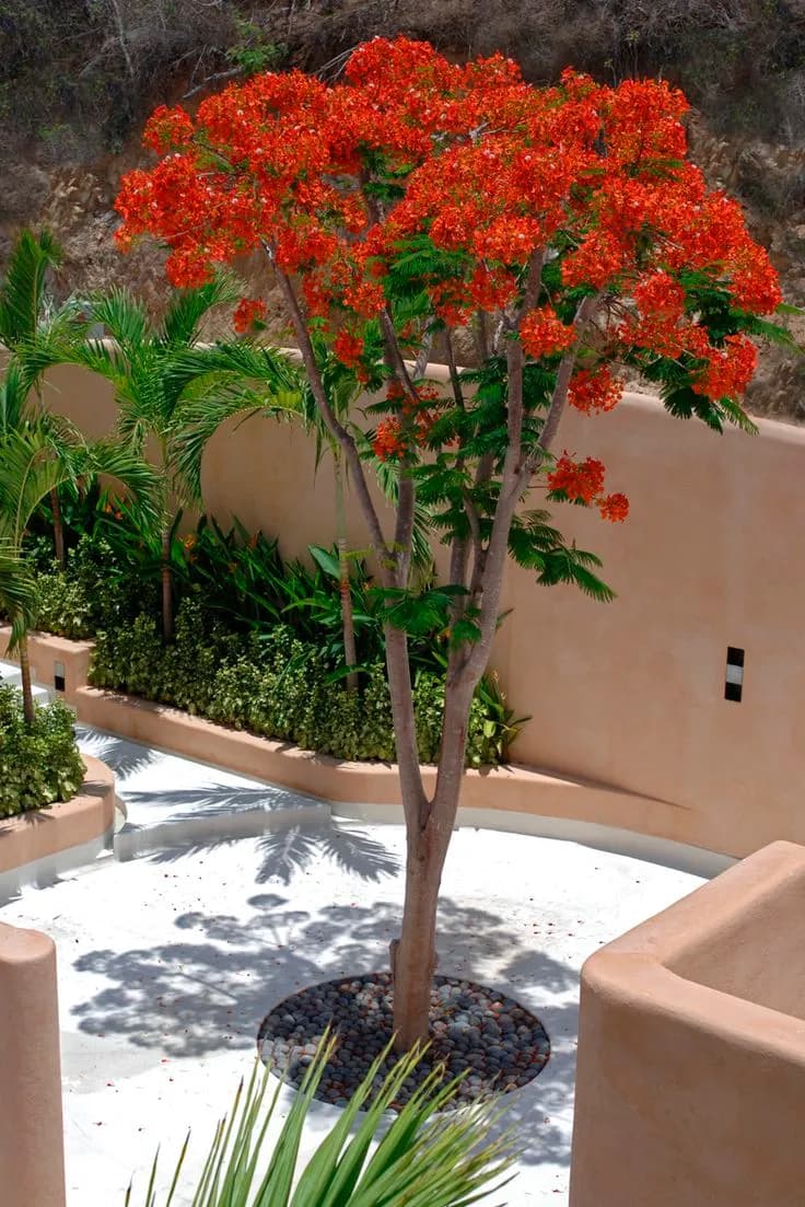 Flamboyant Tree