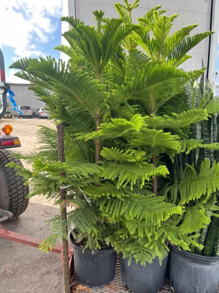 Norfolk Island Pine