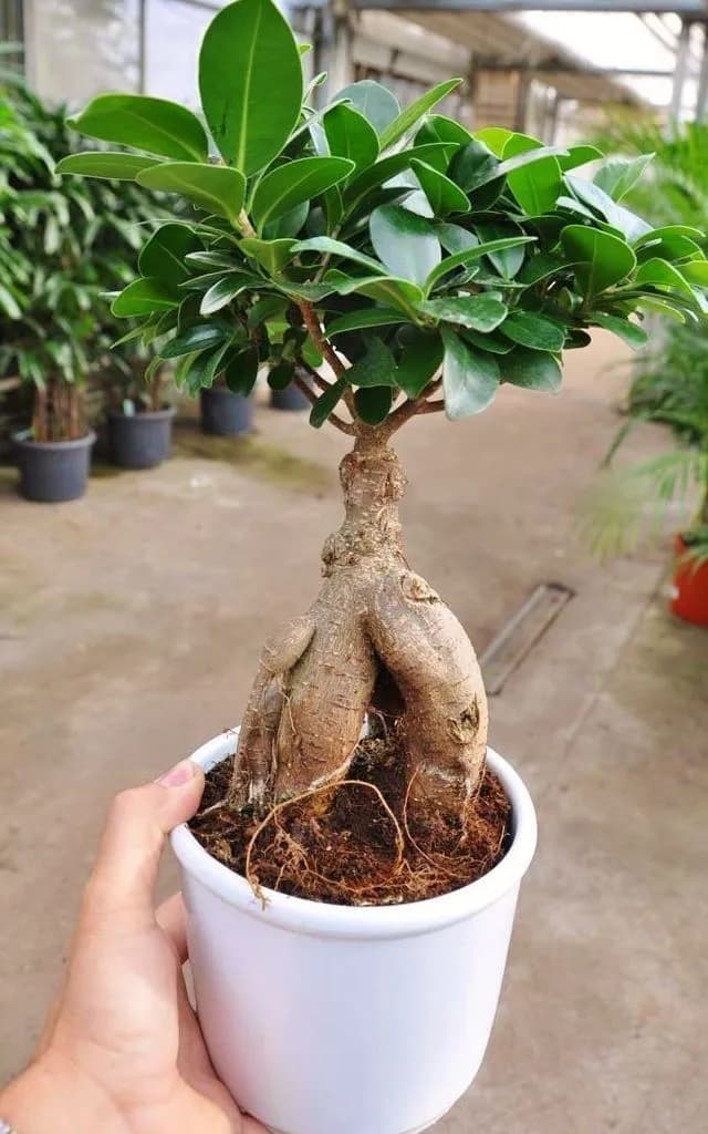 Bonsai