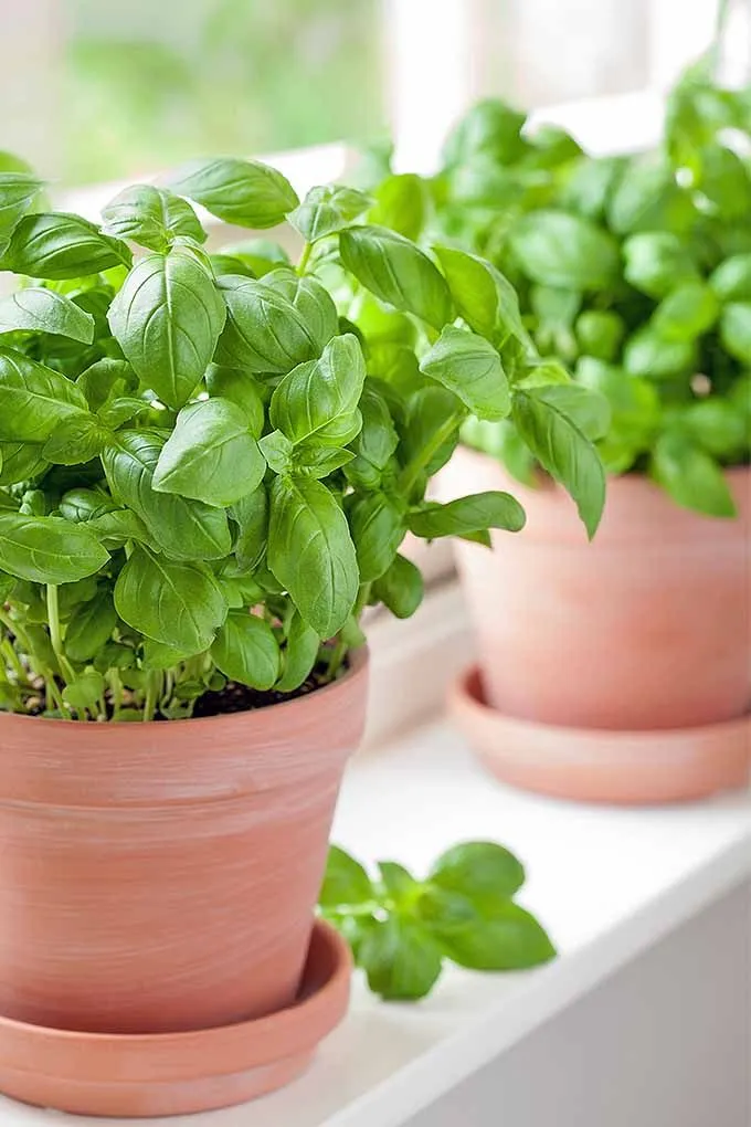 Basil Plant