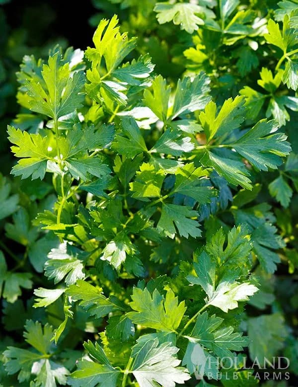 Parsley