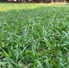 Zimbabwe Grass