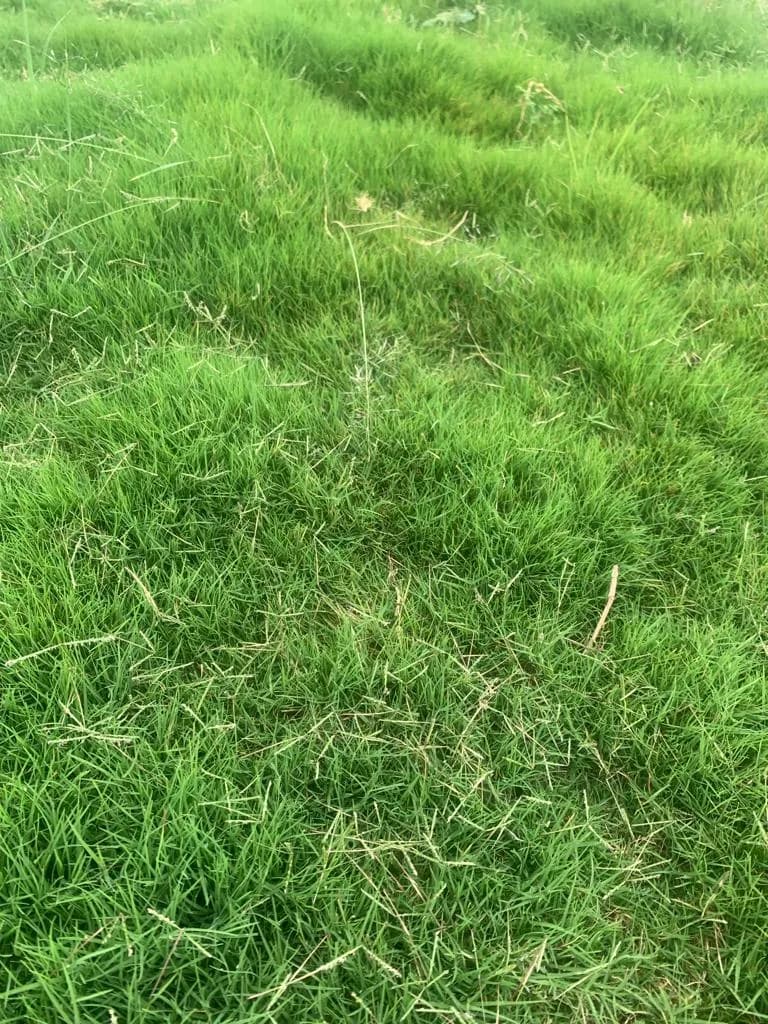 Tiffsport Grass Rolls