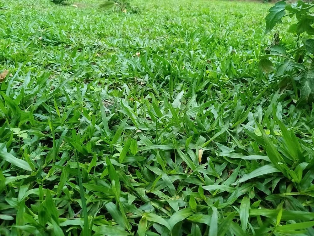 Pemba Grass