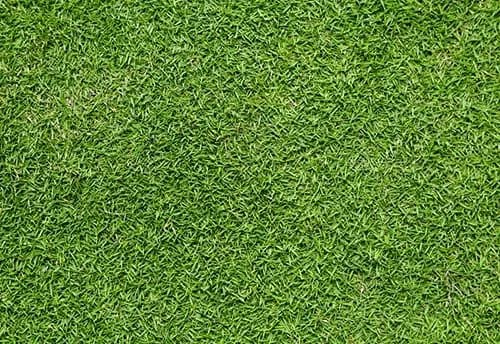 Bermuda Grass