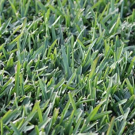 Kikuyu Grass
