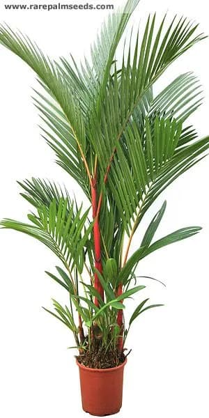 Lipstick Palm