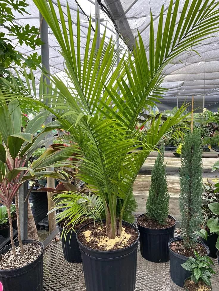 Royal Palm