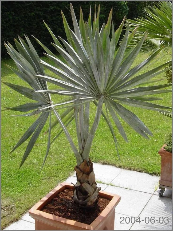 Bismark Palm