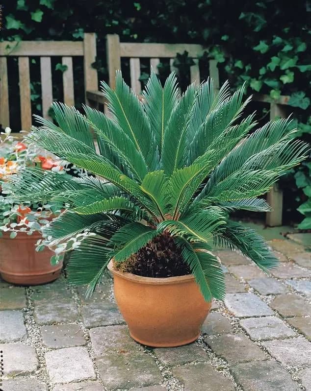 Cycads