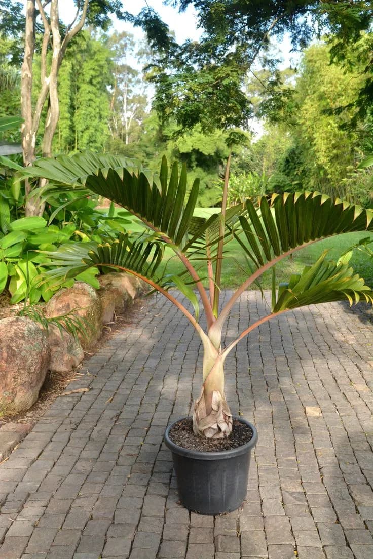 Bottle Palm