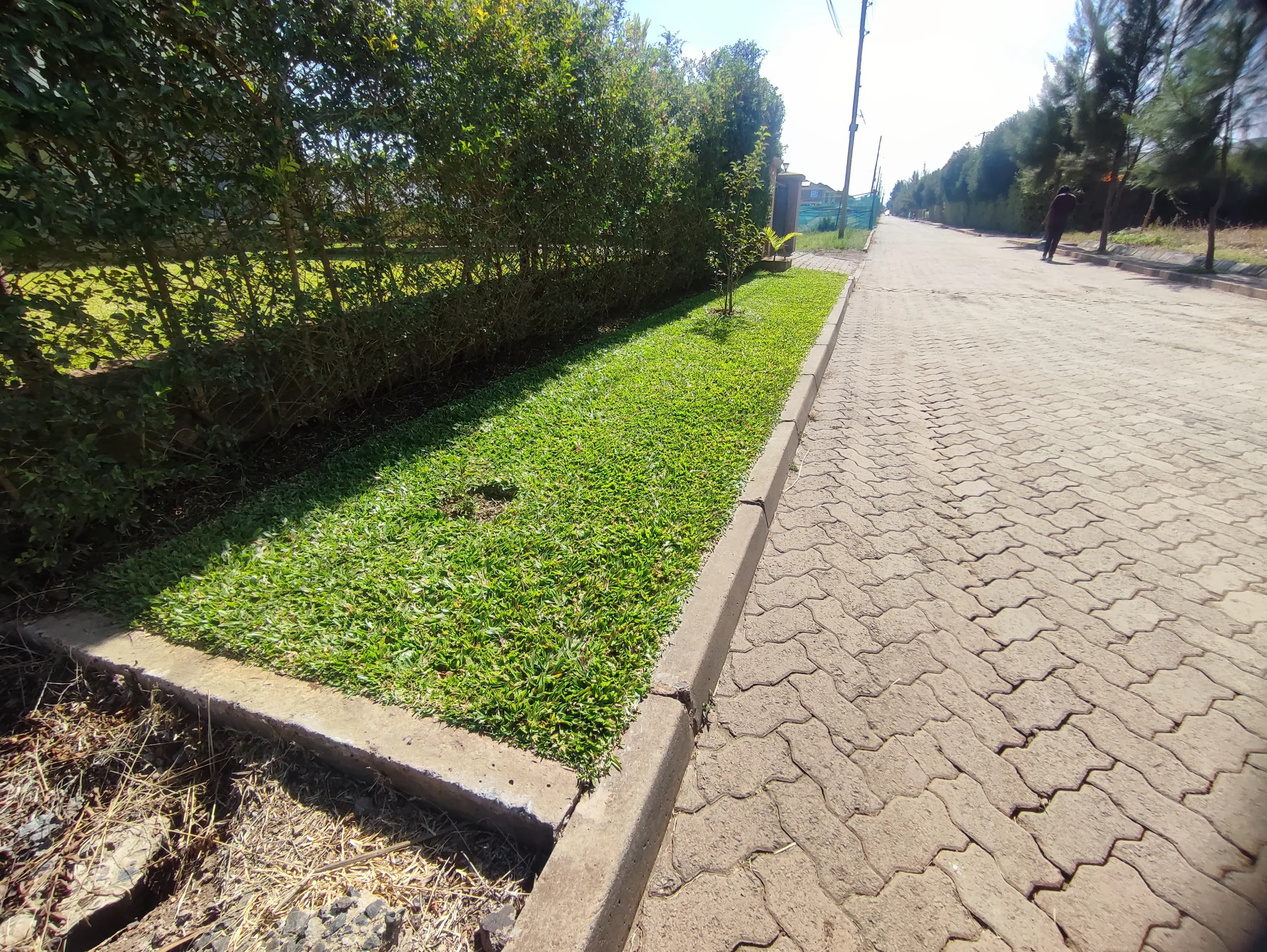 Residential Street Landscaping